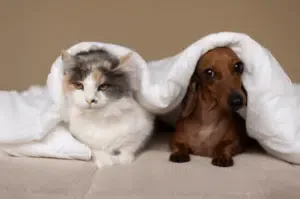 spese veterinarie detraibili