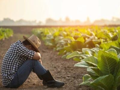 Sussidio Disoccupazione Agricola ad Alberobello