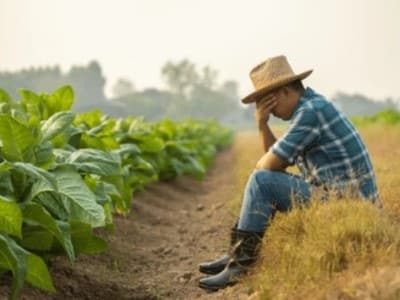 Disoccupazione Agricola a Villafranca di Verona
